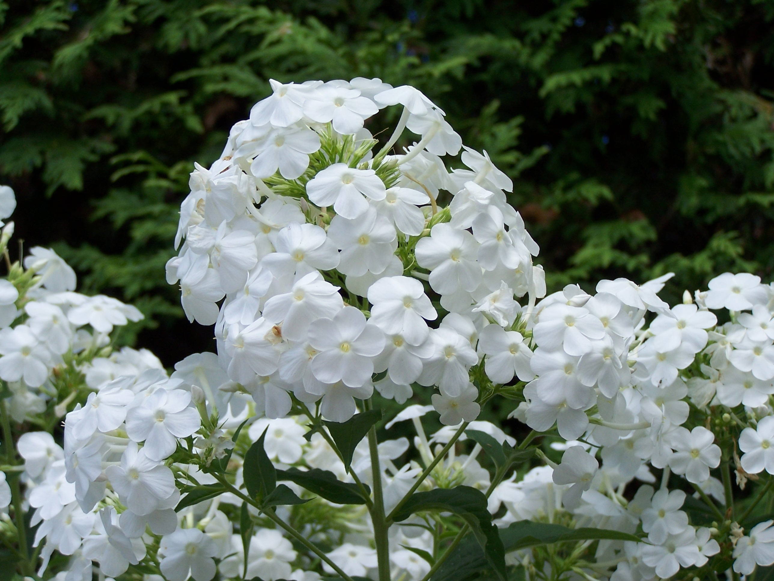 Phlox paniculata 'White Admiral'